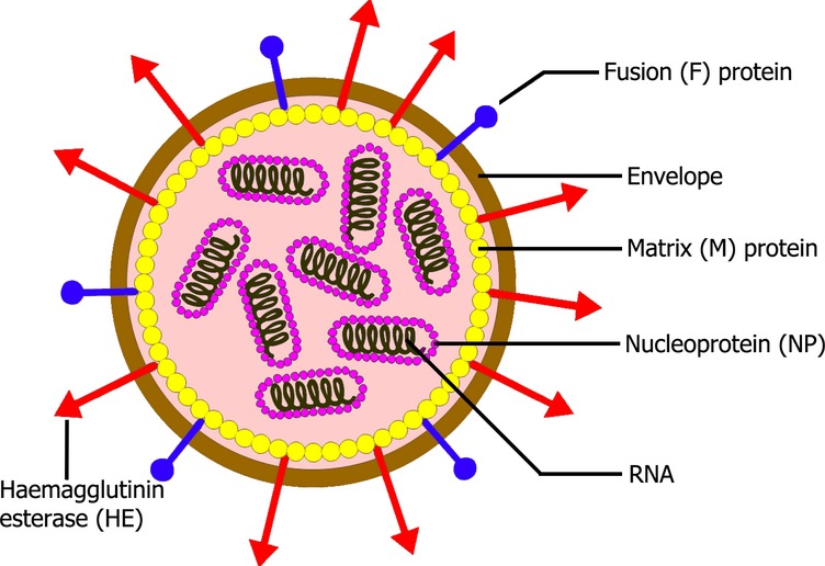 virus isa